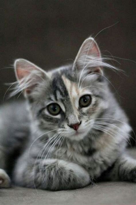 Ear tufts are on the tips of the ears not inside them. 901 best calico cats & kittens images on Pinterest | Crazy ...