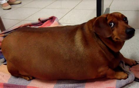 We did not find results for: fat wiener looking at you oddly | Dogs | Know Your Meme