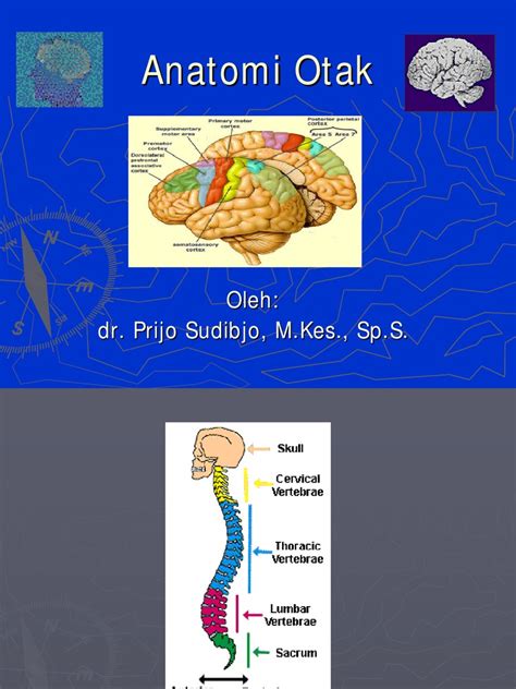 Tuhan yang maha sempurna menciptakan otak sebagai salah satu pemegang control dalam tubuh kitaotak memiliki beberapa lapisan pelindung untuk melindunginya. Anatomi Otak Dan Vertebrata