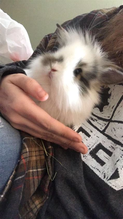 Submitted 5 years ago by scoobydonts23. 5 week old lionlop bunny 🦁 : aww