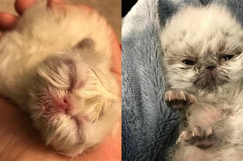 Kucing sama seperti anjing, mereka dekat dengan manusia. Unik! Anak Kucing Ini Terlahir dengan Wajah Mirip Seperti ...