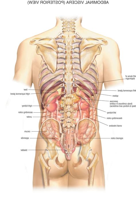Learn how to draw human organs pictures using these outlines or print just for 585x620 body organs diagram template business. Map Of Human Organs Anatomy | Anatomy organs, Human anatomy female, Human body diagram