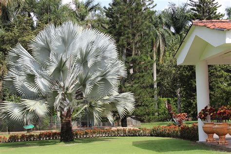 You'll be able to print it out and keep an electronic copy to show it to the immigration authorities. The Amazing Bismark Palm Cali Colombia | Unique gardens ...