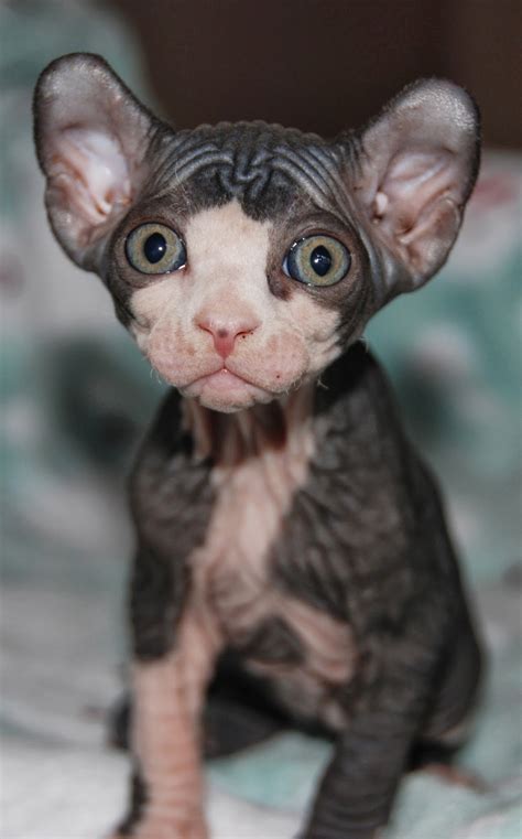No Coat Kitty ELF CATS: Elf Cats