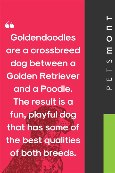 Generic dog foods might not be ideal for your goldendoodle.for. What Is The Best Dog Food For Goldendoodles? | Best dog ...