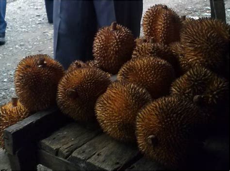 Tampilan memang mirip dengan buah beraroma menyengat tersebut. Pulung, prosa alam 5 stanza: Buah Lai, Jenis Durian Kutai
