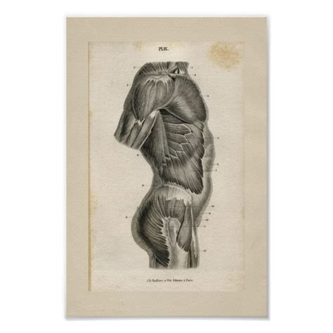 Please browse the tag lists. Torso Muscles Vintage Anatomy Print | Zazzle.com | Anatomy ...