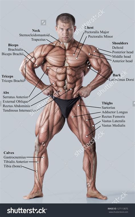There are around 640 named muscles in the human body in addition to thousands of. Anatomy Muscular System Diagram Human Muscle Stock Photos ...