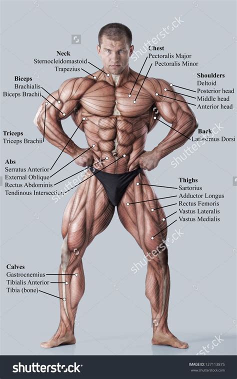 Muscle diagrams are a great way to get an overview of all of the muscles within a body region. Anatomy Muscular System Diagram Human Muscle Stock Photos ...