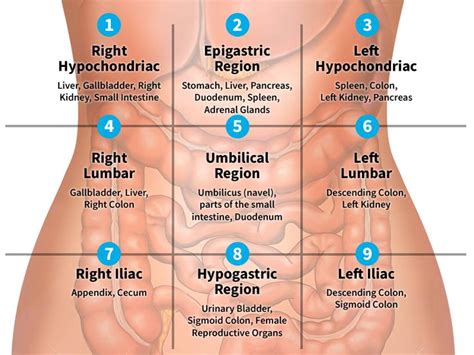 Here are seven likely causes and what to do. Bone Structure On Yhe Left Lower Abdomen / Upper Left and ...