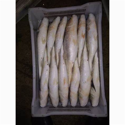 Рыба вяленая и диета Купить МОРОЖЕНАЯ, охлажденная, вяленая рыба и икра оптом - Ростовская Купить МОРОЖЕНАЯ, охлажденная, вяленая рыба и икра оптом - Ростовская Рыба вяленая и диета