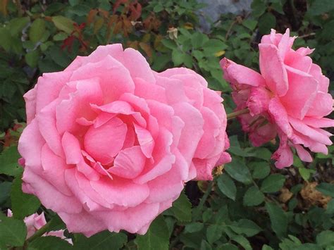 This outdoor plant grows promptly under adequate climatic conditions.rose plants are the most favorable choice of. Belinda's Dream in 2020 (With images) | Growing shrubs ...