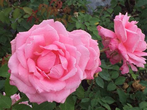 Best rose i've ever grown.we have heavy clay soil and hard alkaline well water so roses struggle here generally, but not this one. Belinda's Dream in 2020 (With images) | Growing shrubs ...