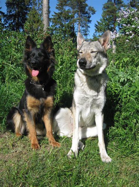 But when it comes to working intelligence (i.e. Northern Inuit dog and German Shepherd | Northern inuit ...