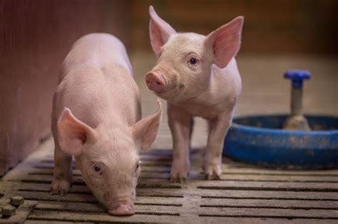 Se laisser démettre le cul, ce n'est pas un souci pour cette salope. Filière Porc Bleu-Blanc-Cœur | Sanders