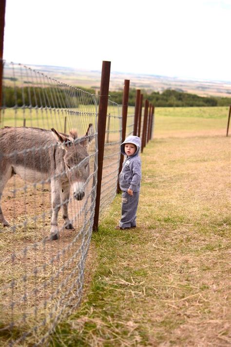 Squeals on wheels bring animals to you! A Trip to the Petting Zoo - Delightfully Domestic