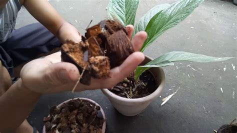 In this post's video i will show you how to remove the coconut from the husk. Coconut Husk Chips As An Effective Mulch For Any Plants ...