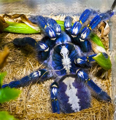 35 871 355 tykkäystä · 101 856 puhuu tästä. Blue Tarantulas | Poecilotheria metallica, Rare animals ...