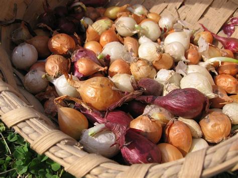 Up to 6 storage potential: In My Kitchen Garden: It's Time To Plant Onions!