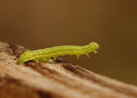 Small green caterpillar | This very small caterpillar `flew'… | Flickr
