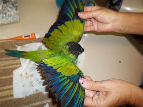 The green cheeked conures have been kept as companions or farmed birds for decades. green cheeked parakeet | Beautiful Nanday Conures ...