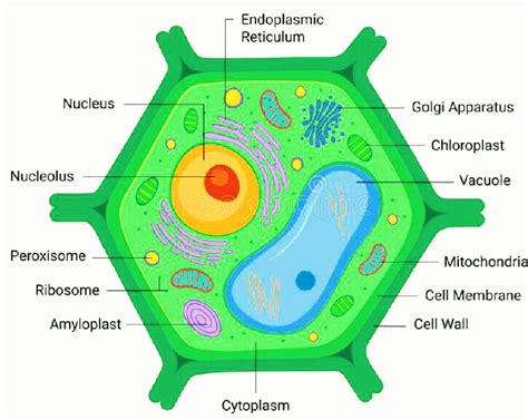 Both have a cell membrane and share the following internal contents both plant and animal cells are surrounded by a cell membrane composed of lipids and proteins. Animal And Plant Cell And Its Parts | Brief Biology