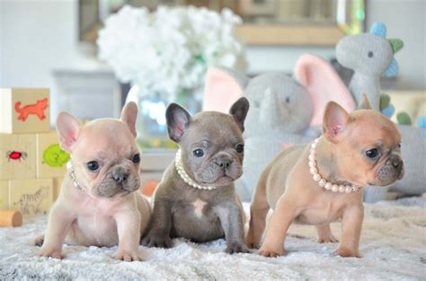 The french bulldog should be on the short list of breeds for anyone who lives without a vast tract of suburban backyard. French Bulldog Breeders in Florida-Find Adorable Frenchies ...