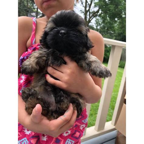 Why buy a puppy for sale if you can adopt and save a life? Purebred shih tzu pups up for adoption in Cleveland, Ohio ...