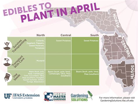 They are best planted in april to ensure the flowering heads or curds to ripen in the cold months. Florida Edibles to Plant in April