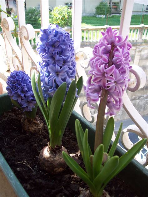 Con i suoi piccoli fiorellini bianchi a forma di stella, il suo profumo intenso ed inconfondibile ed il bel fogliame lucido, il gelsomino non puo' mancare in terrazzo ed in giardino. Fiori profumati su Poesie e parole