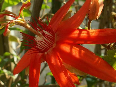 Die langen, dünnen triebe einer passionsblume klammern sich mit hilfe spiralförmiger ranken an jeden zur verfügung stehenden halt. Passionsblume - Passionsblume, Fotografie von Burkhard ...