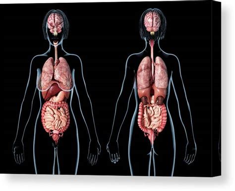 Explore the anatomy systems of the human body! Diagram Internal Organ Female Anatomy : á ˆ Map Of Organs ...