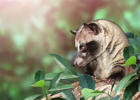 luwak togel