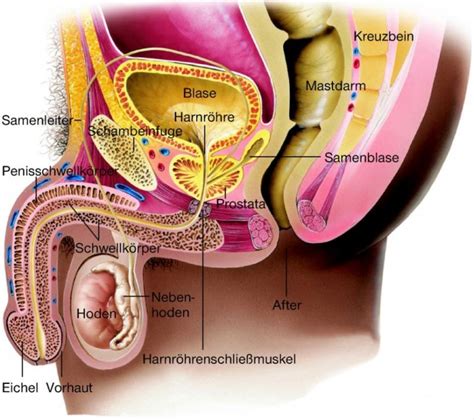 Abspritzen, arsch, auto, badewanne, beine, beziehung, brustwarzen, dreier, eier, ejakulation. Prostata aus dem Lexikon - wissen.de