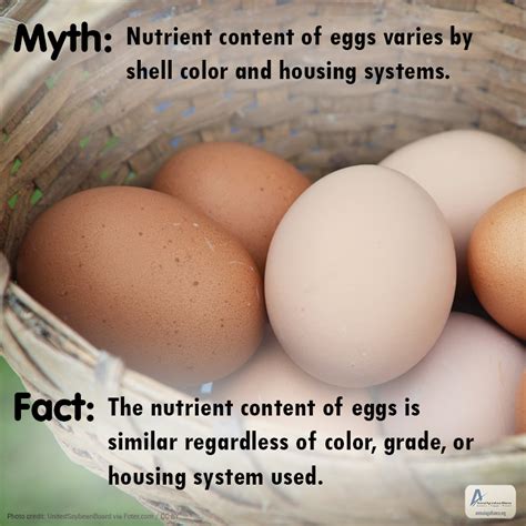 We did not find results for: Myth: Nutrient content of eggs varies based on shell color ...