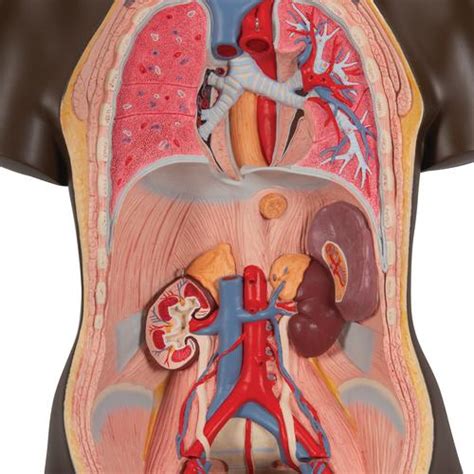 Be able to identify the correct body systems and organs on the models or diagrams. Human Torso Model - Life-Size Torso Model - Anatomical ...