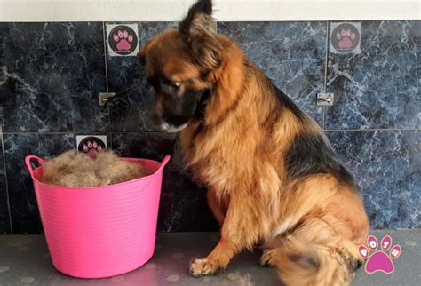 We offer a calm and relaxing environment for your puppies first grooming experience. Dog and Cat Grooming | Posh Pets Spain