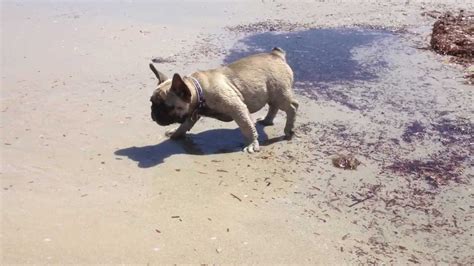 We have a selected french bulldog breeding program aimed to improve the breed. FRENCH BULLDOG PUPPIES FIRST TIME ON A BEACH... VERY CUTE ...