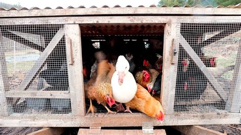 We did not find results for: Chickens Can Garden for YOU | 3 Reasons Why - YouTube