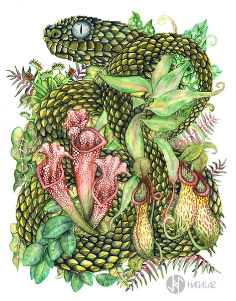 Maybe you would like to learn more about one of these? bushviper watercolor painting. Snake with carnivorous plants aquarelle illustration. Hagalaz art ...