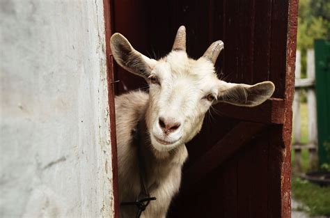 There are over 300 distinct breeds of goat. 8 Baby Goat Names, Because You Know You're Going to Get One