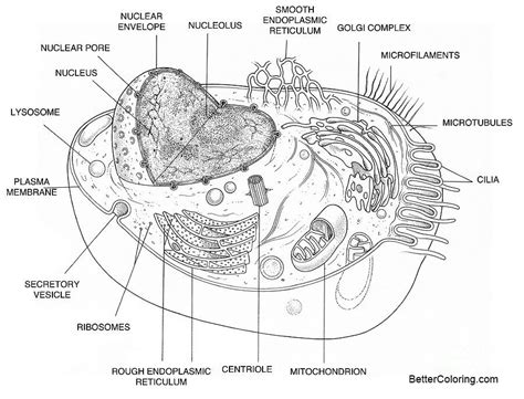 The nucleoplasm is a type of protoplasm that is made up mostly of water, a mixture of various molecules, and dissolved ions. Animal Cell Diagram Coloring Pages - Free Printable ...