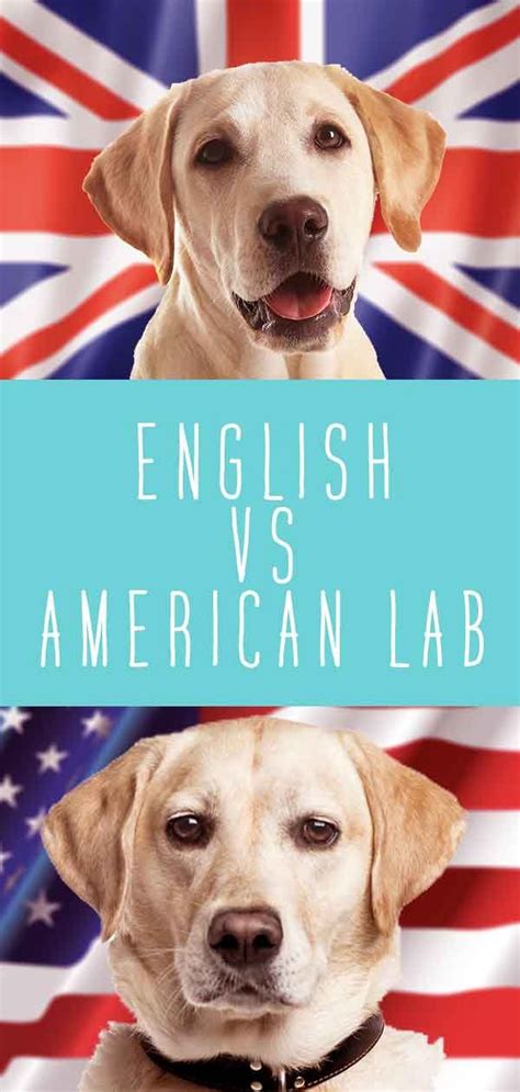 We are a small reputable labrador breeder of akc hunt, show and field lines located in the north texas area just 20 whether you are looking for a yellow, white or black labrador puppy for a good a hunting. English vs American Labrador - What's the Difference ...