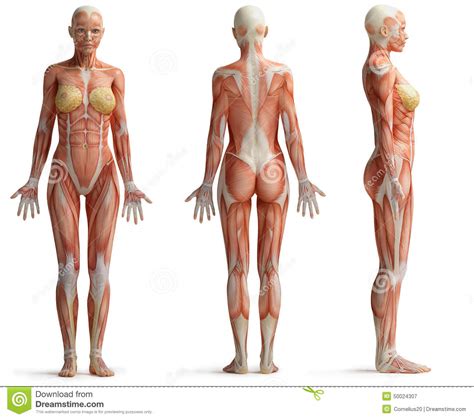 We did not find results for: Female anatomy stock illustration. Image of muscles, adult ...