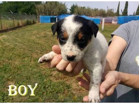 German shepherd dogs border collie cavoodle labrador golden retriever dachshund chihuahua puppies for sale jack russell staffy rottweiler. Blue Heeler puppies pups need a sweet home in Marysville ...