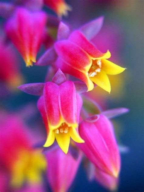 The beautiful flower pictures are sorted by the different names & colors. 40 Amazing Pictures of Beautiful Flowers | Beautiful ...