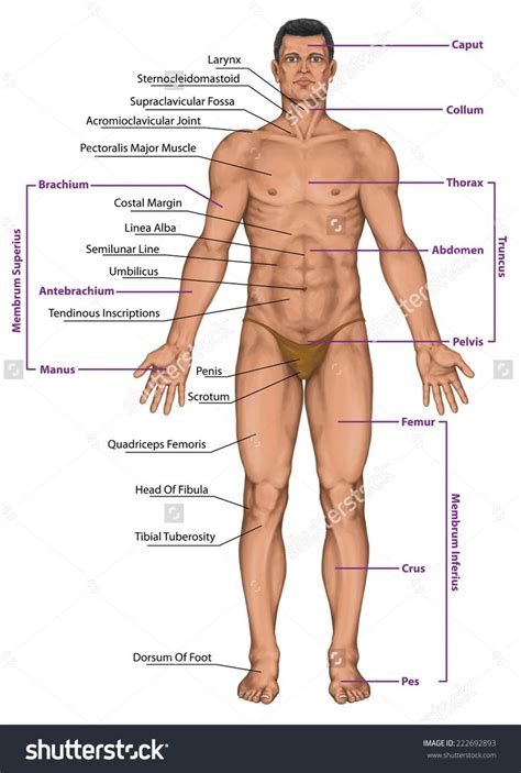 Parts of the body girl. Male Human Anatomy Diagram . Male Human Anatomy Diagram ...