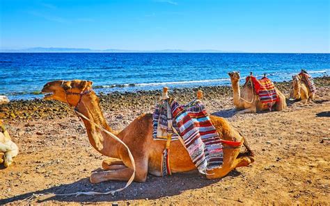 It's my sincere desire to help people escape from their daily grind to another world! Ships of the Desert stock image. Image of arabian, camel ...