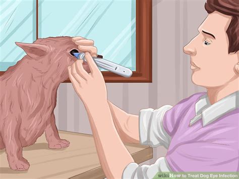 If your dog is diagnosed with pink eye, your vet will commonly prescribe medicated antibiotic eye drops to treat his condition. How to Treat Dog Eye Infection: 8 Steps (with Pictures)