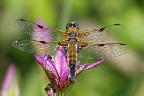 What does pfingsten mean in german? Frohe Pfingsten! Foto & Bild | sommer, natur, blume Bilder ...